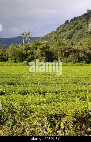 Der Daintree Regenwald im Norden von Queensland, Australien, ist der älteste durchgehend bewaldete Regenwald der Welt. Im Laufe der Jahre wurde viel davon gefällt Stockfoto