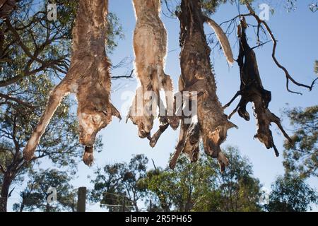 Wilde Hunde wurden von einem Bauern, dessen Schafe von Hunden angegriffen wurden, erschossen und an einem Baum am Straßenrand nahe dem Eucumbensee in Australien aufgehängt. Stockfoto