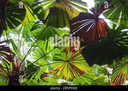 Den Daintree Regenwald im Norden von Queensland, Australien, ist die älteste kontinuierlich bewaldete Regenwald auf dem Planeten. Stockfoto
