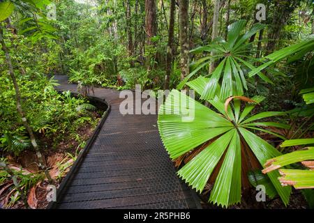 Eine Promenade im Daintree-Regenwald im Norden von Queensland, Australien, ist die älteste durchgehend bewaldete Regenwaldregion der Welt. Stockfoto