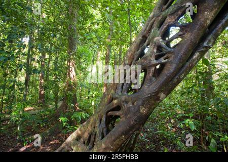 Den Daintree Regenwald im Norden von Queensland, Australien, ist die älteste kontinuierlich bewaldete Regenwald auf dem Planeten. Stockfoto