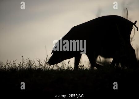 Ein spanisches iberisches Schwein, die Quelle von Iberico-Schinken, bekannt als pata negra, läuft auf dem Land. Stockfoto