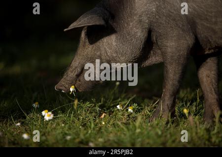 Ein spanisches iberisches Schwein, die Quelle von Iberico-Schinken, bekannt als pata negra, grast in einem Gänseblümchenfeld. Stockfoto