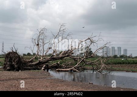 Kalkutta, Indien. 28. Mai 2021. Ein entwurzelter Baum mit einem Hintergrund aus Hochhäusern und elektrischen Drähten am Stadtrand von Kalkutta. Viele Bäume fielen in der Stadt aufgrund wiederholter Zyklone und viele wurden aufgrund der schnellen Urbanisierung gefällt. (Foto: Dipayan Bose/SOPA Images/Sipa USA) Guthaben: SIPA USA/Alamy Live News Stockfoto