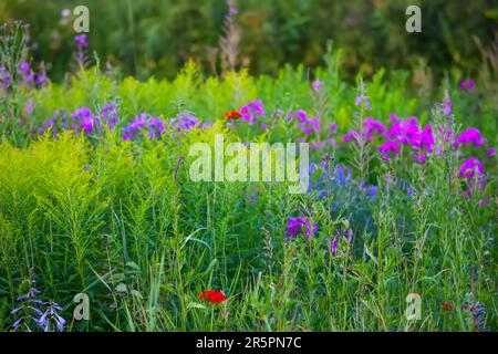 Garten Phlox paniculata Sommerblumen Stockfoto