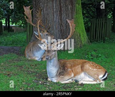 Damhirsche ruhen im Sommer unter einem Baum in Dunham Massey, einem Anwesen des National Trust im Großraum Manchester. Stockfoto