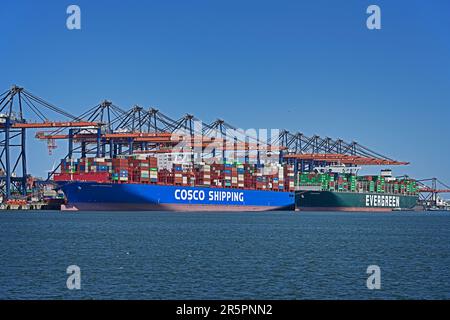 Hafen von rotterdam (maasvlakte), niederlande - 2023-06-03: chinesisches Containerschiff cosco Shipping leo (imo# 9783502) und taiwanesisches Containerschiff e Stockfoto