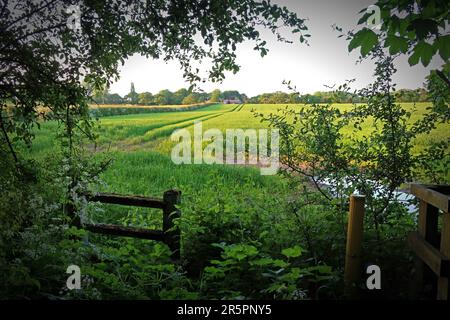 Blühender natürlicher Lebensraum, Greenbelt in Süd-Warrington, bedroht durch lokalen Plan 2014, Wrights Green, Appleton Thorn, Warrington, WA4 3HN Stockfoto