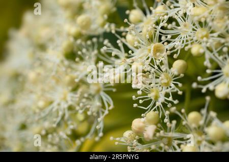 Die Blumen der Kletterpflanze Hydrangea petiolaris wurden sehr nah fotografiert. Schmale Schärfentiefe Stockfoto