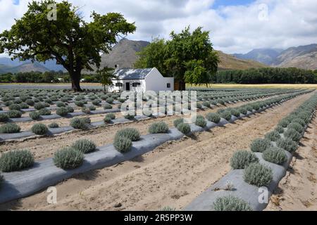 Lavandafeld in Franschhoek in Südafrika Stockfoto