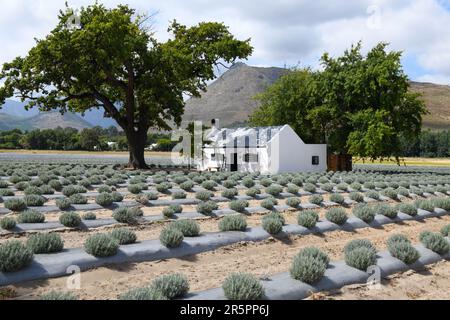 Lavandafeld in Franschhoek in Südafrika Stockfoto