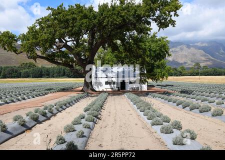 Lavandafeld in Franschhoek in Südafrika Stockfoto