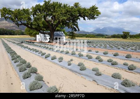 Lavandafeld in Franschhoek in Südafrika Stockfoto