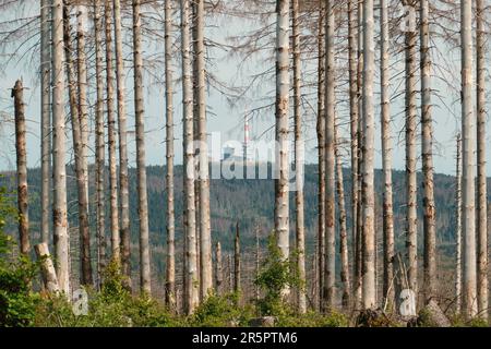 Wald toter Bäume am Mount Brocken, Nationalpark Harz, Sachsen-Anhalt, Deutschland. Waldabbau im Harz-Gebirge. Stockfoto