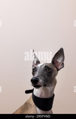 Der Maulkorb eines Whippet Hundes in einem wunderschönen schwarzen Lederkragen mit erhöhten Ohren blickt nach oben und zur Seite; auf grauem Hintergrund Stockfoto