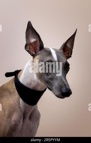 Der Maulkorb eines Peitschenhundes in einem wunderschönen schwarzen Lederkragen mit erhobenen Ohren blickt über die Kamera hinaus, auf grauem Hintergrund Stockfoto