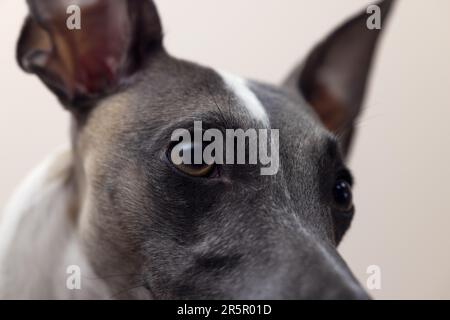 Der Maulkorb eines Whippet Hundes in einem wunderschönen schwarzen Lederkragen mit erhöhten Ohren zeigt nach oben und zur Seite; auf grauem Hintergrund, Nahaufnahme, mit Details Stockfoto