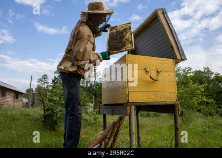 Ein Imker kontrolliert die Bienen im Bienenstock Stockfoto