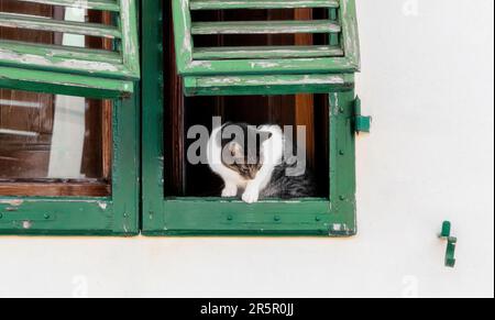 Süße Katze, die die überfüllte Straße entlang schaut und während eines faulen Nachmittags in Florenz, Italien, von einem alten gee-Holzfenster über einer weißen Wand wartet Stockfoto