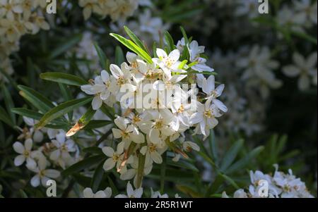 Weiße Blüten von Choisya x dewitteana „Aztec Pearl“ Stockfoto