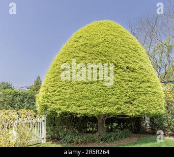 Perfekt geformter Baum in den Hamptons Stockfoto