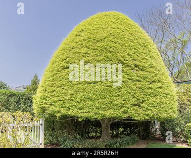 Perfekt geformter Baum in den Hamptons Stockfoto