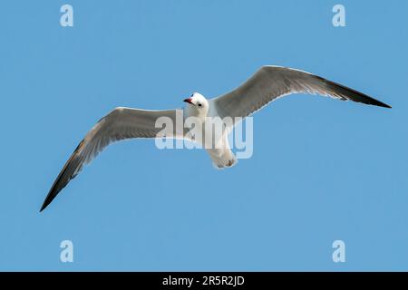 Audouin-Möwe, Icthyaetus audouinii, alleinstehender Erwachsener im Flug, Albufera-Reservat, Mallorca, Balearen, Spanien Stockfoto