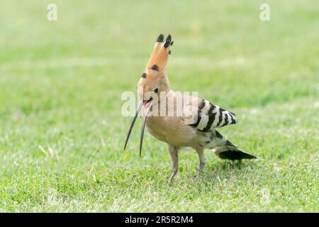 Eurasischer Hoopoe, Upupa epops, alleinerziehende Fütterung von kurzer Vegetation, Alcudia, Mallorca, Spanien, 30. Mai 2023 Stockfoto