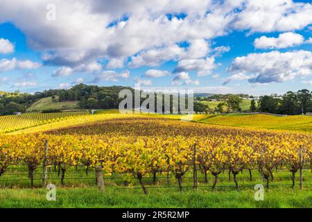 Wunderschöne Weinberge im Herbst, Adelaide Hills, Südaustralien. Stockfoto