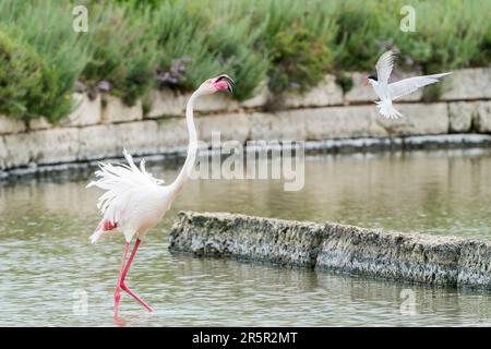 Großflamingo, Phoenicopterus roseus, alleinerziehender Erwachsener, der von einer Seezunge gejagt wird, Sterna hirundo, Albufera, Mallorca, Spanien Stockfoto