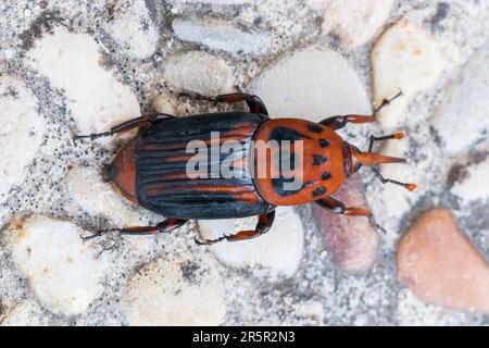 Red Palm Weevil oder Asian Palm Weevil, Rhynchophorus ferrugineus, Nahaufnahme eines alleinstehenden Erwachsenen auf Zweig, Alcudia, Mallorca, Spanien, 31. Mai 2023 Stockfoto