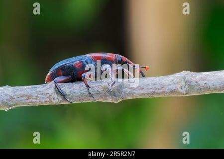 Red Palm Weevil oder Asian Palm Weevil, Rhynchophorus ferrugineus, Nahaufnahme eines alleinstehenden Erwachsenen auf Zweig, Alcudia, Mallorca, Spanien, 31. Mai 2023 Stockfoto