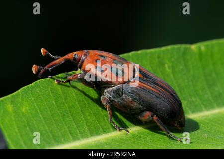 Red Palm Weevil oder Asian Palm Weevil, Rhynchophorus ferrugineus, Nahaufnahme eines alleinstehenden Erwachsenen auf Zweig, Alcudia, Mallorca, Spanien, 31. Mai 2023 Stockfoto