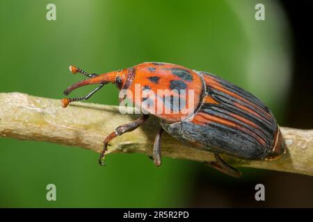 Red Palm Weevil oder Asian Palm Weevil, Rhynchophorus ferrugineus, Nahaufnahme eines alleinstehenden Erwachsenen auf Zweig, Alcudia, Mallorca, Spanien, 31. Mai 2023 Stockfoto