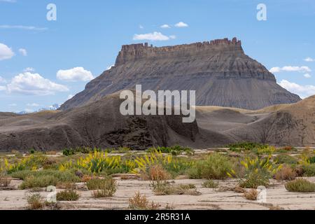 Prinz' Blüten in einem Waschbecken am Rande der Badlands rund um Factory Butte in der Caineville Wüste, Hanksville, Utah. Stockfoto