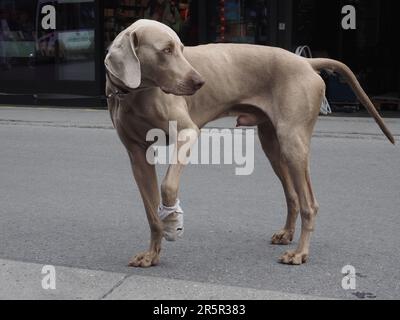 Ein grauer Hund mit einer verletzten Pfote steht in einer Straße Stockfoto