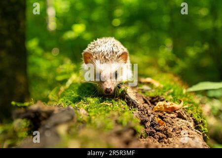 Ein brauner Igel, der sich in einem großen ausgehöhlten Baumstamm einkuschelt, genießt eine Mahlzeit mit Beeren Stockfoto