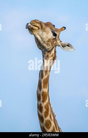 Giraffe (Giraffa camelopardalis) am Knochen kauen. Hals und Kopf, im Mund, mit einem Tierknochen. Osteophagie. Etosha-Nationalpark, Namibia, Afrika Stockfoto