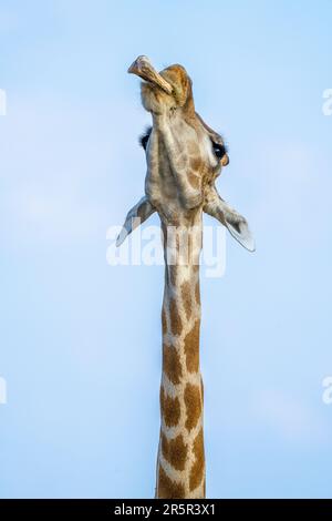 Giraffe (Giraffa camelopardalis) am Knochen kauen. Hals und Kopf, im Mund, mit einem Tierknochen. Osteophagie. Etosha-Nationalpark, Namibia, Afrika Stockfoto