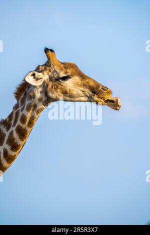 Giraffe (Giraffa camelopardalis) am Knochen kauen. Hals und Kopf, im Mund, mit einem Tierknochen. Osteophagie. Etosha-Nationalpark, Namibia, Afrika Stockfoto