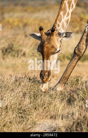 Giraffe (Giraffa camelopardalis), die einen Tierknochen vom Boden aufnimmt. Osteophagie. Etosha-Nationalpark, Namibia, Afrika Stockfoto