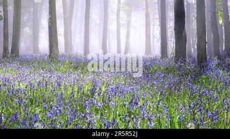 Ein Teppich aus Bluebells im New Forest, Hampshire, England Stockfoto