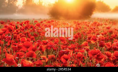 Ein nebiger Sonnenaufgang auf einem Mohnfeld in Dänemark Stockfoto