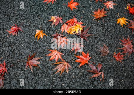 Ein farbenfrohes Laub auf der Straße in Japan Stockfoto