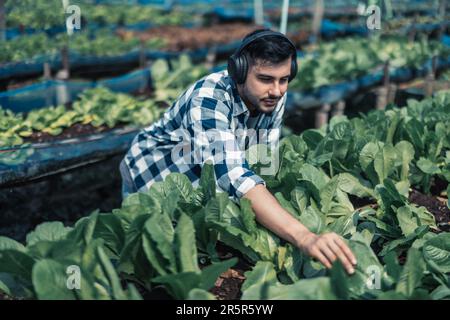 Landarbeiter verbessern die gesunde Work-Life-Balance, indem sie Musik hören und den Körper zum Beat und Rhythmus bewegen. Flexible Arbeitszeitgestaltung, t Stockfoto