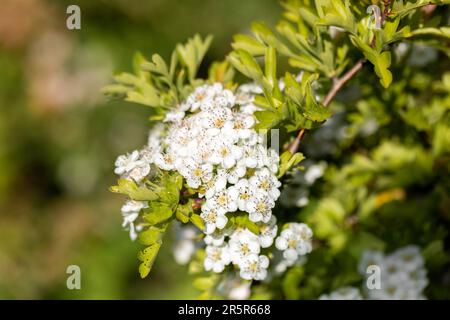 Englische Weissdornblüten, Crataegus monogyna im Spätfrühling Stockfoto