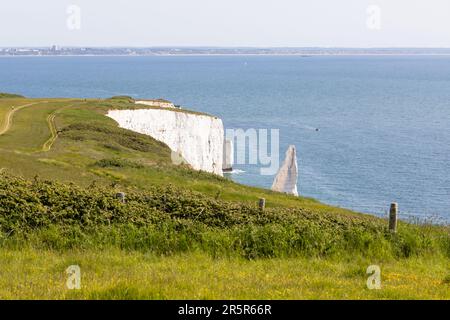 Blick auf Old Harry Rocks von Ballard unten an der Jurassic Coast, Dorset, England Stockfoto