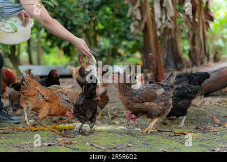 A cheerful girl stands in a grassy meadow surrounded by her flock of hens Stockfoto