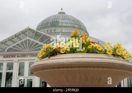 Wunderschöne Steinpflanze gefüllt mit gelben Petunien und Zelosia gegen das Marjorie McNeely Conservatory im Como Park Zoo und Conservatory; St. Paul. Stockfoto