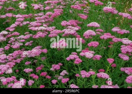 An einem Sommertag im Juli im Como Park Zoo and Conservatory in St. Paul, Minnesota, USA. Stockfoto